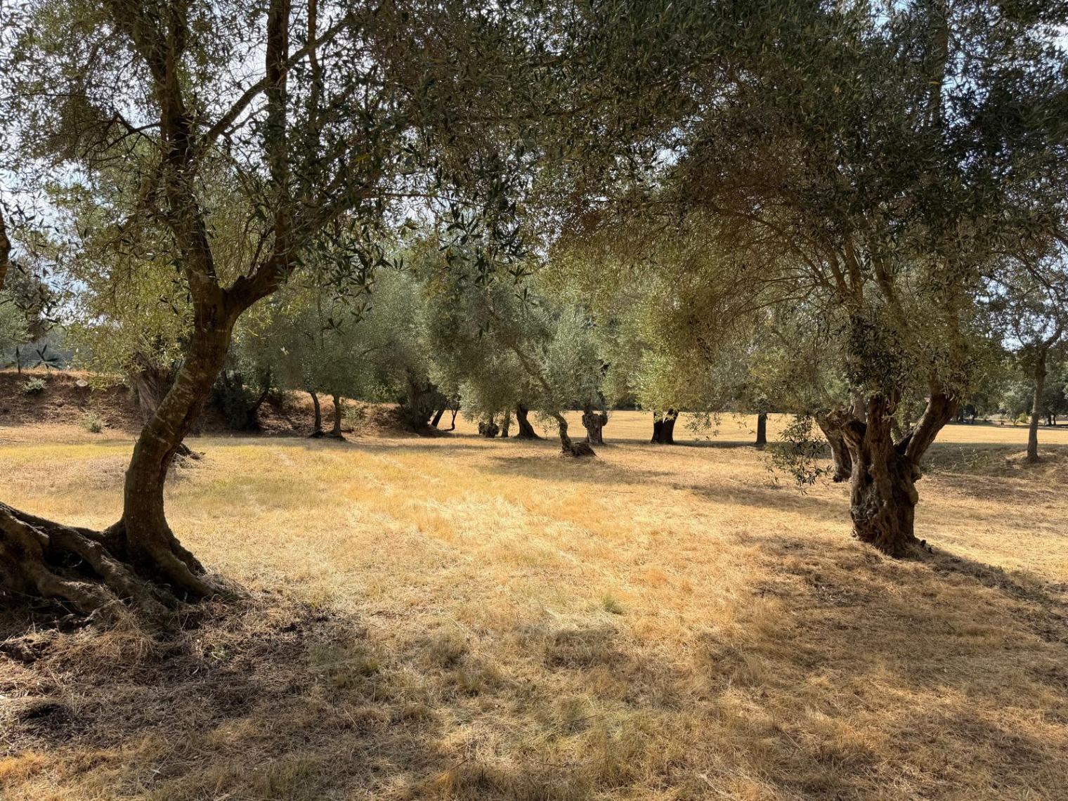 FINCA DE 71.160 M2 CON CASA DE CAMPO EN VENTA SITUADA EN RUPIÀ